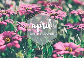 April Birth Flower Bismi Margarethaydon Com