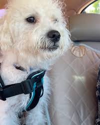 Toto wearing his walking shoes and listening to Miles Davis 😹🎆