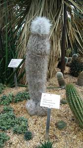 In my previous article the lesson was that just because something looks nothing like a. This Cactus Looks Like A Penis Its Common Name Is Old Man Of The Mountain Mildlyinteresting
