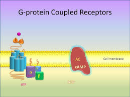 Tj G Protein Coupled Receptors Gpcrs Also Known As Seven Transmembrane Domain Receptors 7tm Receptors Heptahelical Receptors Serpentine Receptor An Midia