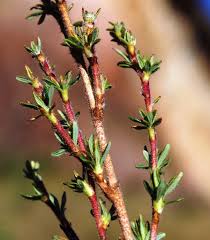 Image result for Cliffortia