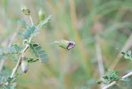 Image result for Ormocarpum trichocarpum