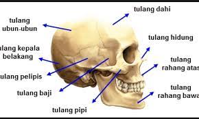Tulang kepala, tulang tubuh, dan secara umum, kerangka manusia dibagi menjadi 3, sebutkan ! Sistem Rangka Tubuh Manusia Rumushitung Com