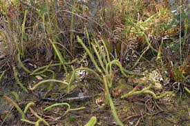 Image result for Lycopodiella