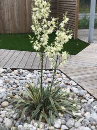 Plante grasse ext?rieur r?sistant au gel. 5 Superbes Plantes Grasses Exterieur Resistant Au Gel 1 Bonus