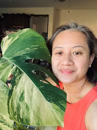 You guys!!! I woke up to my Aurea putting out new growth this morning!!! 🌱  😁 🤗 Christy Hurt