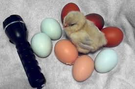 5 Reasons To Reduce Your Egg Candling My Pet Chicken Blog
