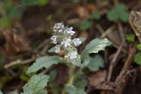 Image result for Ajuga integrifolia