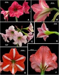 Image result for Hippeastrum sp. cultivars