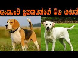 Zte blade v30 vita lkr 41,400. Dog Prices In Sri Lanka Youtube