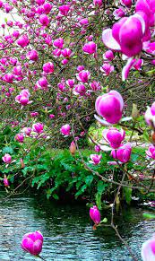 Magnolia Soulangeana Plants Beautiful Gardens Beautiful Flowers
