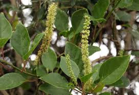 Image result for Phytolacca dodecandra