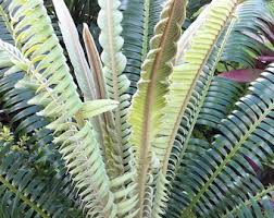 Image result for Encephalartos munchii