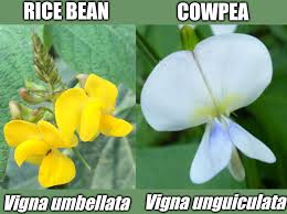 Image result for Vigna umbellata