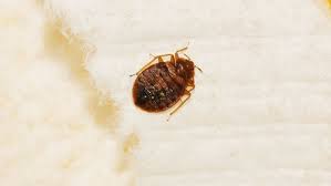 A Bed Bug Bed Bugs Pests Pest Control