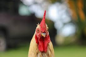 Not much of an introduction, but my neighbor behind me has chickens and roosters, and the roosters crow every morning at 430am. Rooster Problems What To Do If You Ve Got A Noisy Neighbor Honolulu Hawaii News Sports Amp Weather Kitv Channel 4