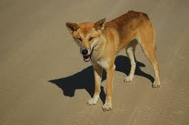 Dingo Aka Luna Australia Animals Australian Animals Desert Animals