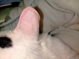Pin By Rihab Douiri On Mood Dogs Animals