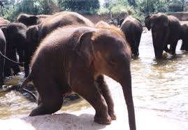 True Wild Life: Indian Elephant