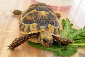 Finde und downloade kostenlose grafiken für schildkroete logo. Schildkote Bei Grenzkontrolle In Handschuhfach Entdeckt Waz De