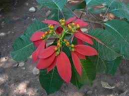 Image result for Euphorbia pulcherrima