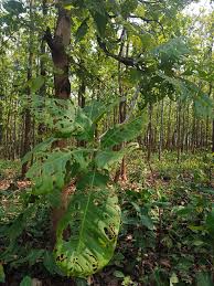 Image result for Anticharis senegalensis