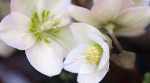Ecco quali fiori invernali resistenti al freddo e al gelo vale la pena coltivare in giardino o sul balcone. Fiori Invernali Tutti I Consigli Per Un Balcone Fiorito Leitv