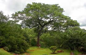 Image result for Brachystegia boehmii