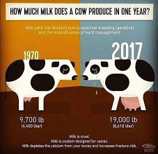 Maybe you would like to learn more about one of these? What The Health A Twitter The Avg Cow In The U S Produces About 21 000 Lbs Of Milk Per Year That S Nearly 2 500 Gallons A Year Daily Most Cows Average About 70 Lbs