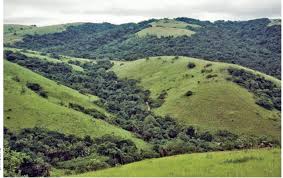 Image result for Asystasia hedbergii