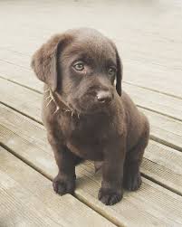 Labrador Chocolat Django Puppy 7 Weeks Lab Puppies Cute Animals Cute Dogs And Puppies