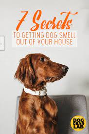 7 Secrets To Getting Dog Smell Out Of Your House Dog Smells Dog Odor Pet Smell