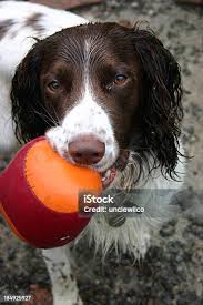 Working Type English Springer Spaniel Wearing A Red Muzzle Stock Photo