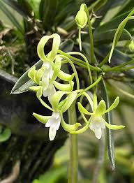 Image result for Microcoelia bulbocalcarata