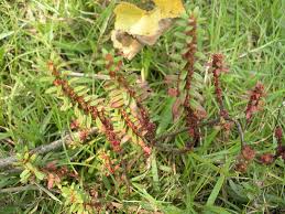 Image result for Ammannia baccifera