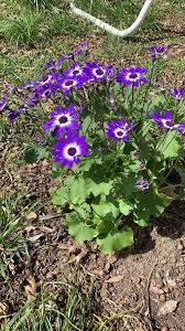 Image result for Cineraria pulchra