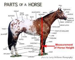 Horses are measured from the ground, just beside and behind a front foreleg to the top of the withers or fifth vertebrae. Equine South Africa Horse Height