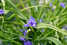 Einkeimblättrige dreimasterblume — tradeskantė statusas t sritis vardynas apibrėžtis šeima. Tradescantia Die 10 Besten Pflegetipps Und Sorten Dreimasterblume
