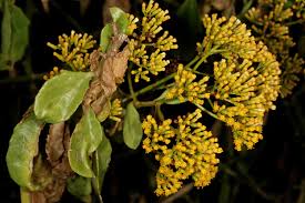 Image result for Senecio pleistocephalus