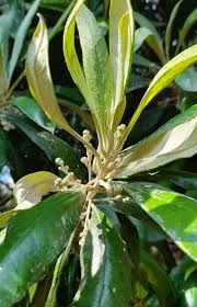 Image result for Brachylaena huillensis