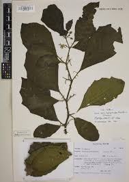 Image result for Solanum cyaneopurpureum