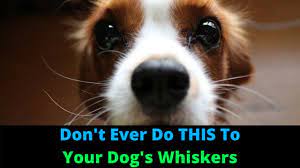 Although dog whiskers aren't nearly as important as cat whiskers, we still don't recommend cutting them. Why Do Dogs Have Whiskers 3 Things You Didn T Know Whiskers Do Youtube