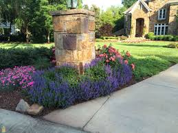 Coral Drift Rose Drift Roses Roses Garden Care Garden Care