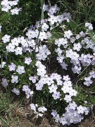 We did not find results for: Rocky Mountain Phlox Wild Flowers The Flower Plants