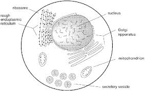 3 Schematic Drawing Of Some Of The Subcellular Organelles Found In Download Scientific Diagram The proteins usually have a how do proteins travel from one cisterna to the next in the golgi apparatus? subcellular organelles