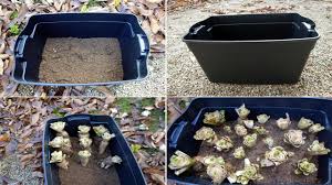 Des racines de chicons (ici un sac de 50 unités pour 6 €) bonjour j'ai mis les racines avec du terreaux et de l'eau en cave. Comment Cultiver Des Endives Chez Soi En Bac Bon Savoir