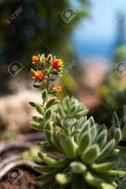 Check spelling or type a new query. Blooming Succulent With Red Flowers Closeup Stock Photo Picture And Royalty Free Image Image 17525769