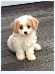 Foxglove farm is the top breeder of cavachon puppies. Advanced Cavachon Puppies Dog Breed