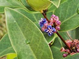 Image result for Platostoma coeruleum