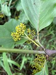Image result for Afrocanthium lactescens